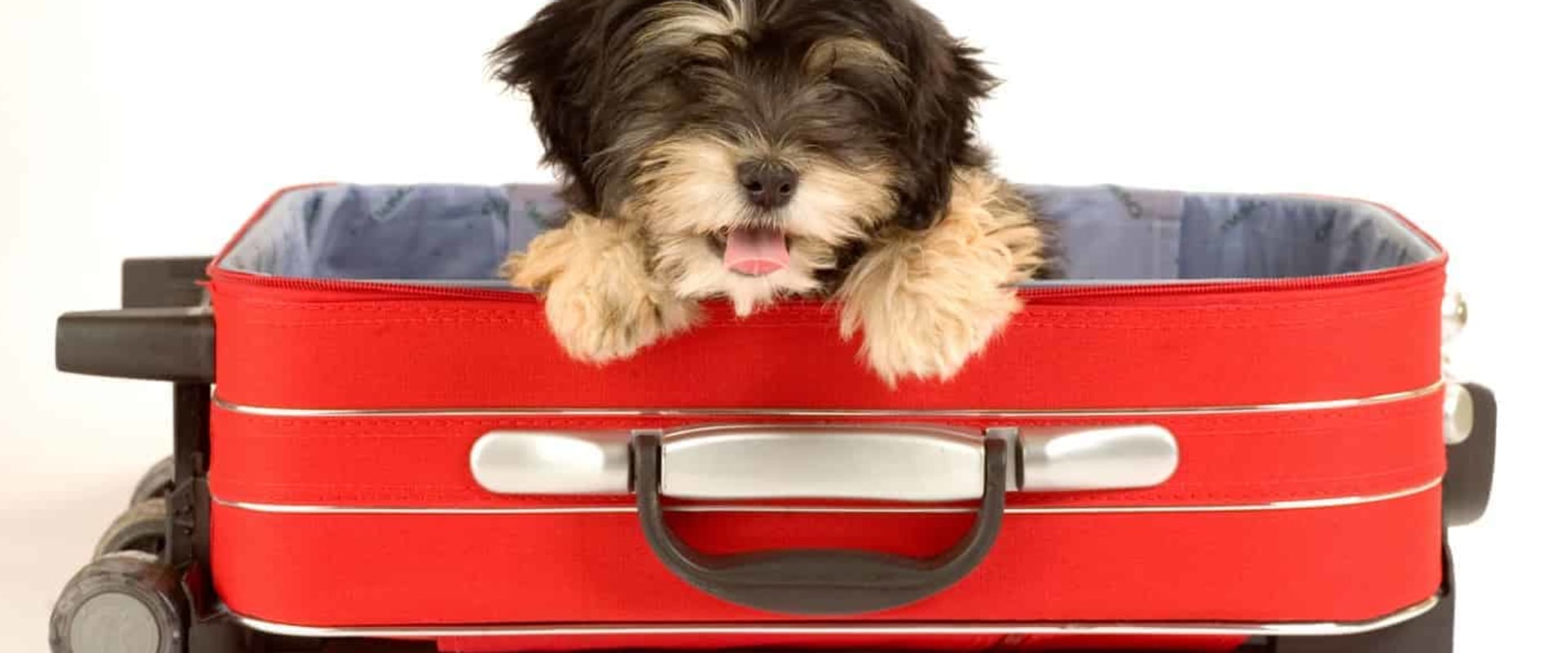 Making Travel Arrangements for Families and Pets